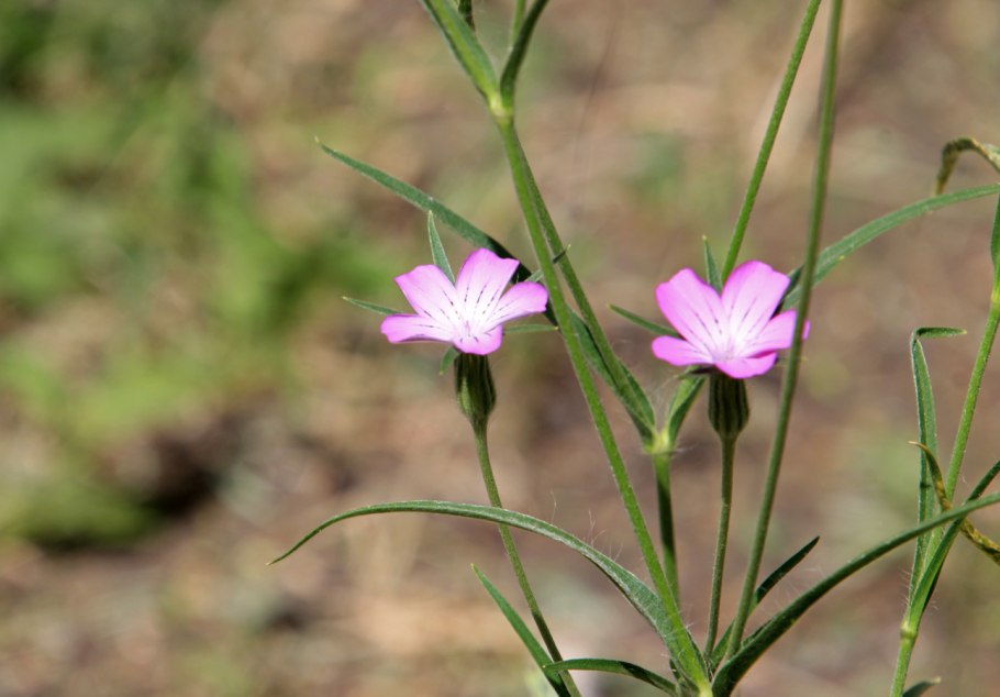 Куколь Полевая гвоздика
