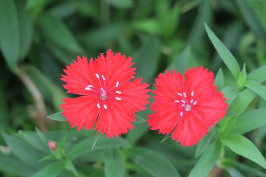 Гвоздика бледноватая (Dianthus Pallens Smith.)