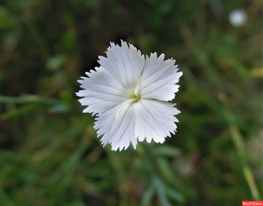Гвоздика сильноветвистая