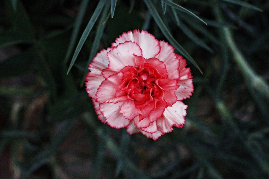 Гвоздика травянка (Dianthus deltoides)