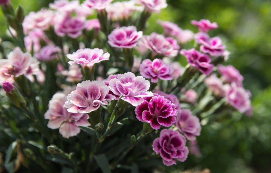 Смолевка белая