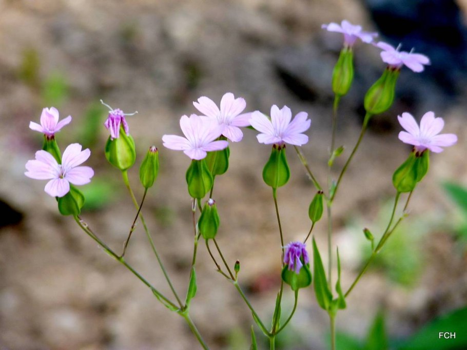 Тысячеголов пирамидальный