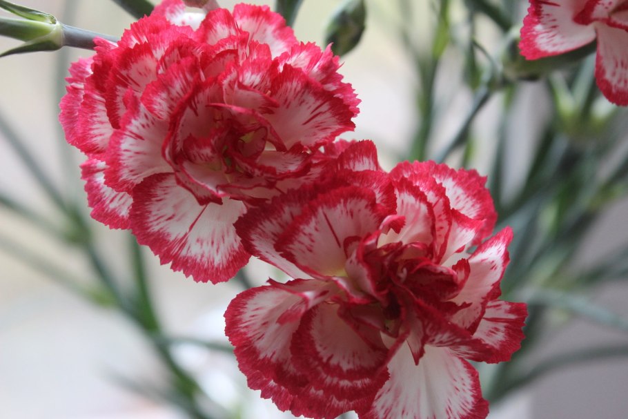 Dianthus hyssopifolius