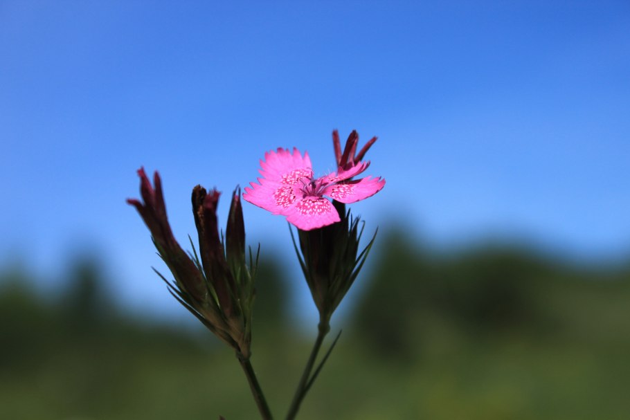 Смолка и Смолевка