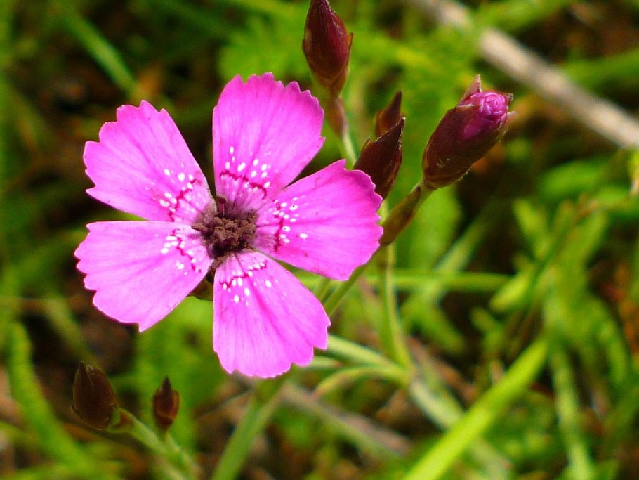 Куколь Полевая гвоздика