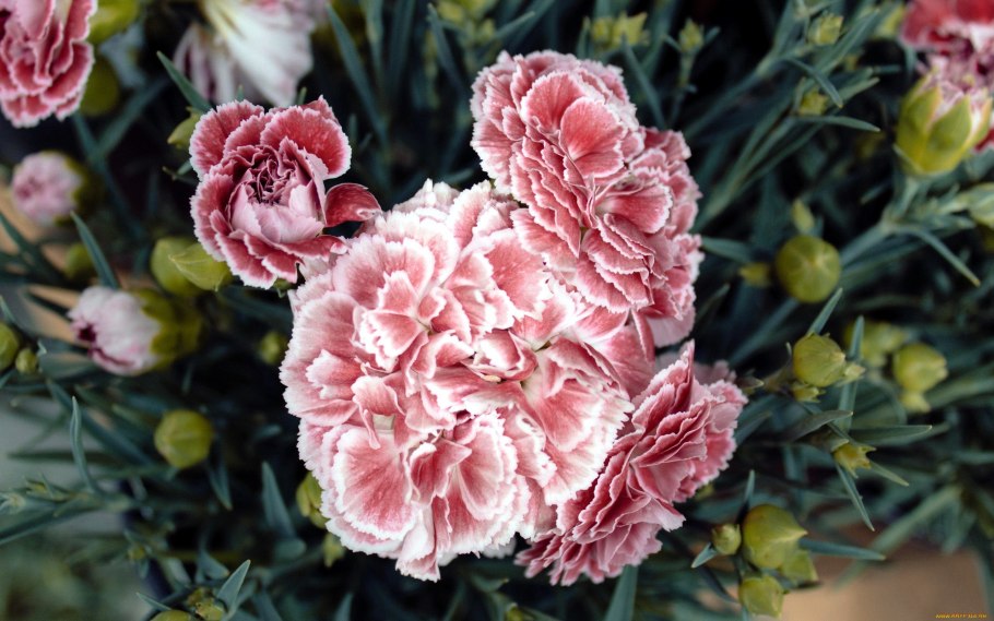 Гвоздика китайская Стравберри