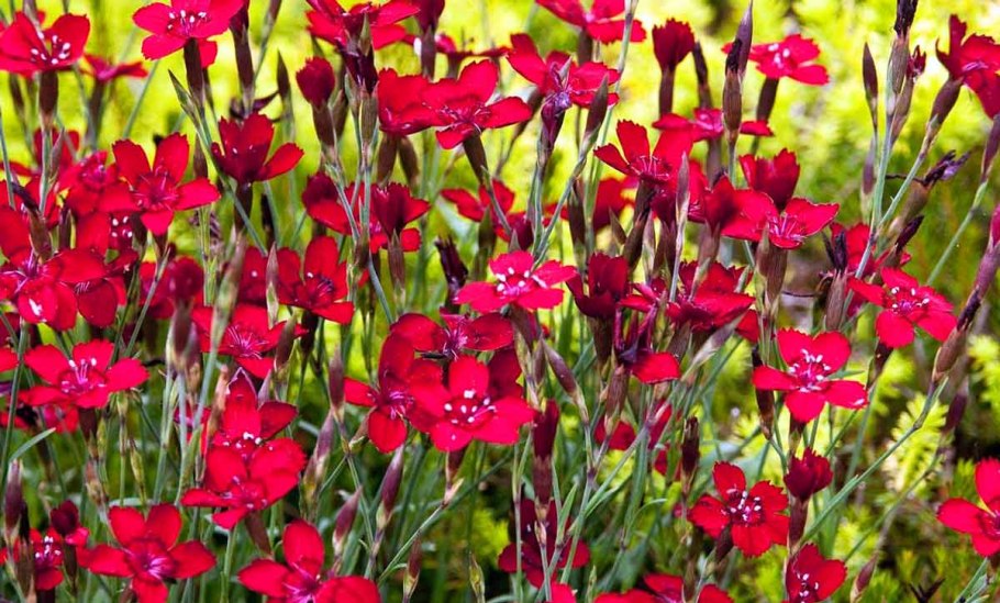Dianthus Armeria