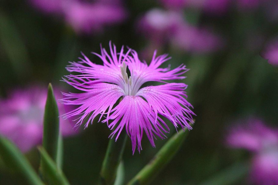 Dianthus versicolor