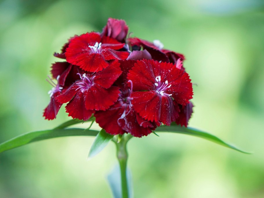 Гвоздика Садовая Авранчин