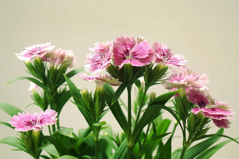 Гвоздика сосноволистная (Dianthus pinifolius)