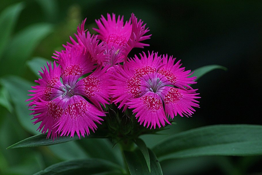Гвоздика Полевая ( Dianthus Campestris)