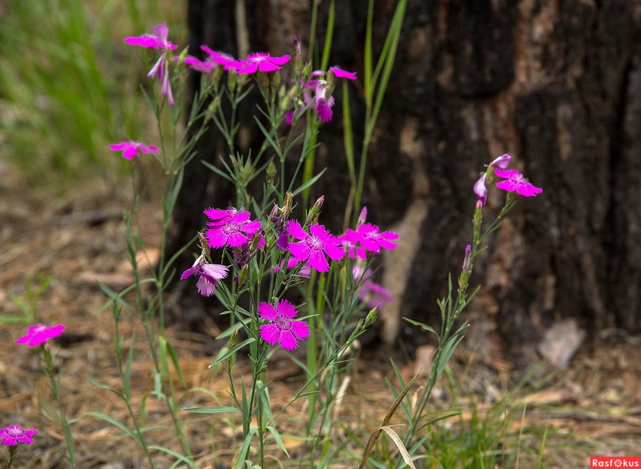 Гвоздика Лотус