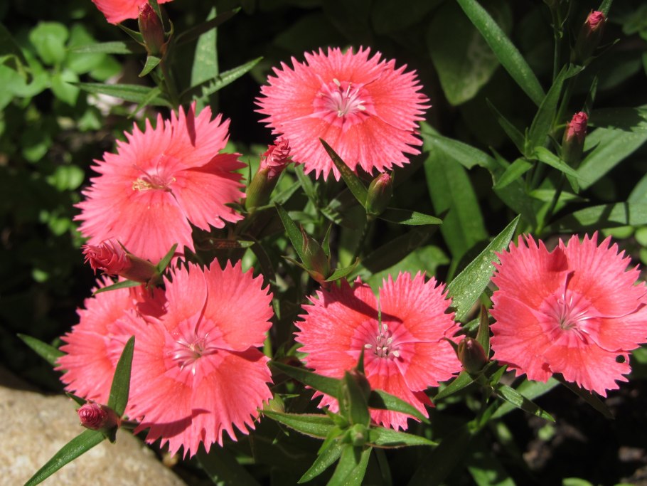 Гвоздика травянка Вайт-ред