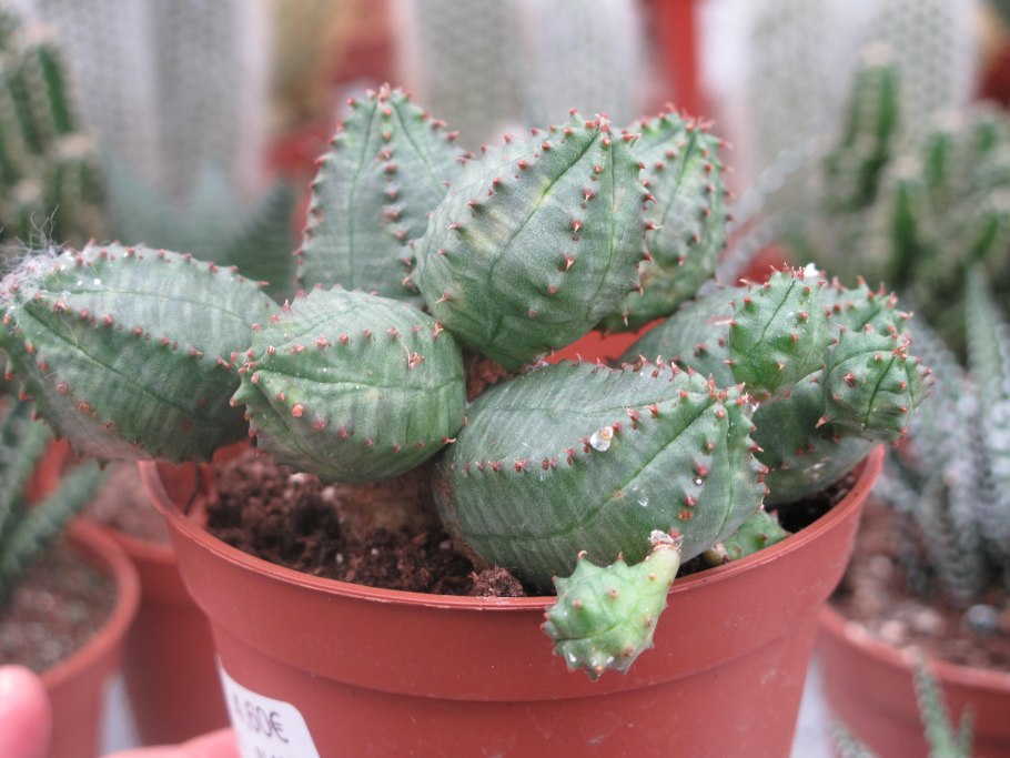 Молочай шаровидный (Euphorbia globosa)