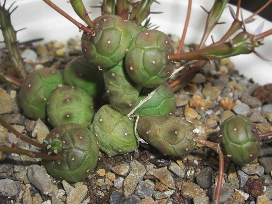 Euphorbia aggregata