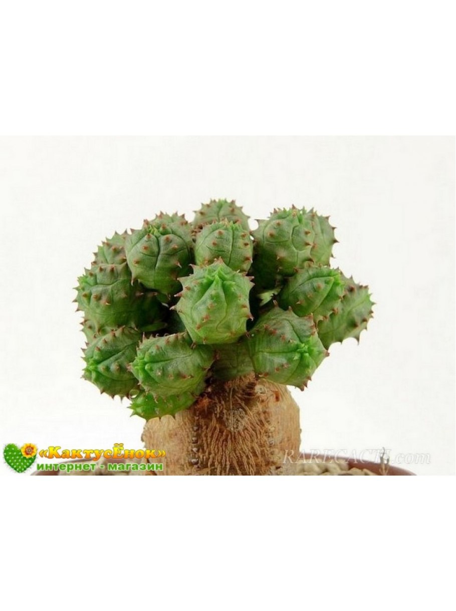 Euphorbia globosa Hybrid