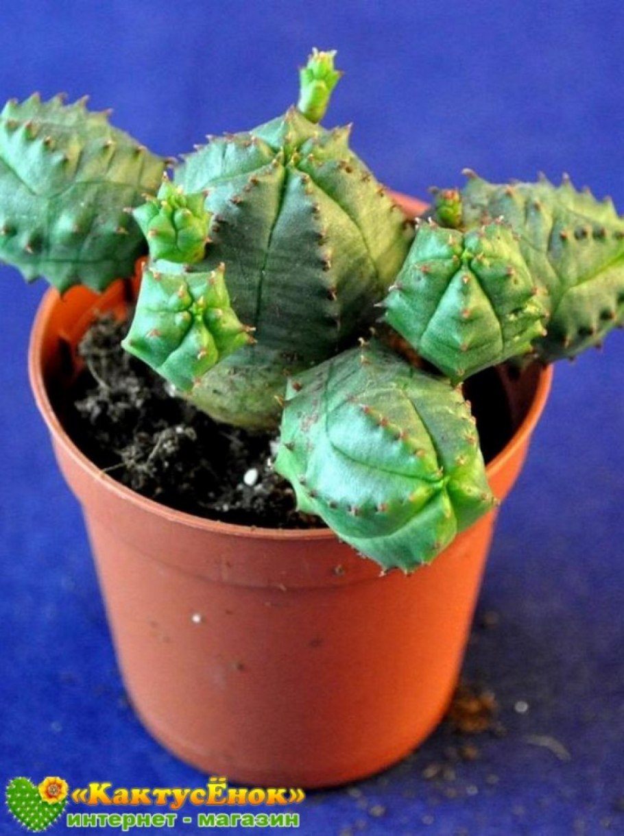 Euphorbia globosa