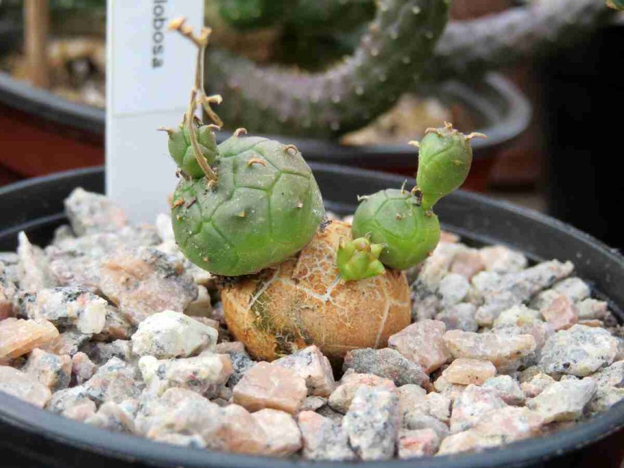 Euphorbia globosa Hybrid