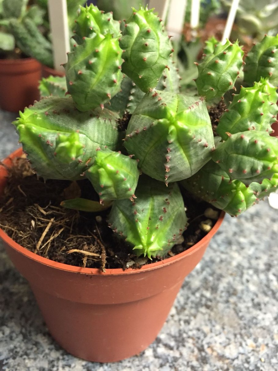 Euphorbia enopla cristata