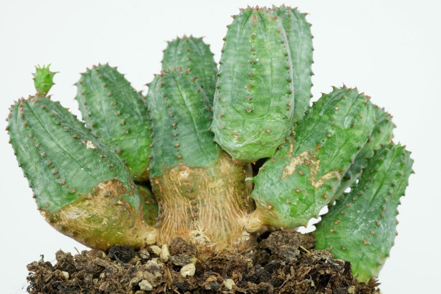 Euphorbia globosa Hybrid