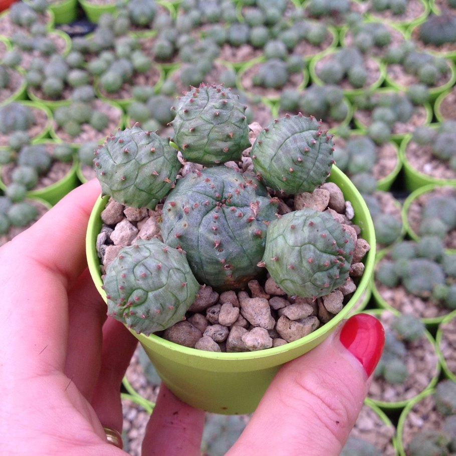 Кактус Euphorbia pseudoglobosa