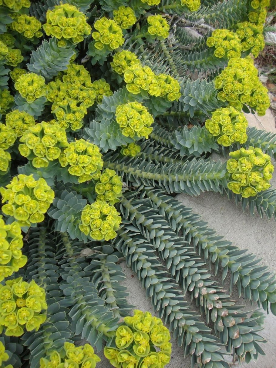 Euphorbia horrida