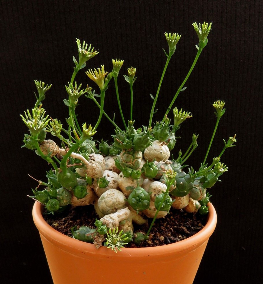 Euphorbia globosa
