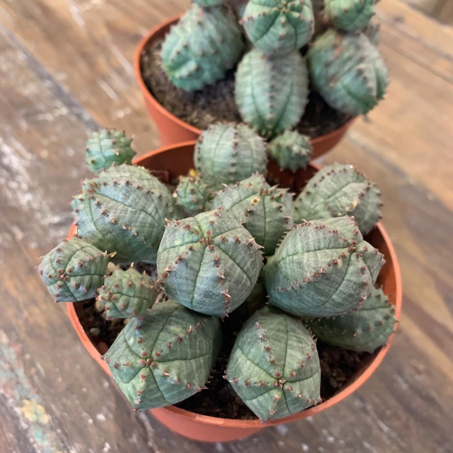 Euphorbia globosa Hybrid