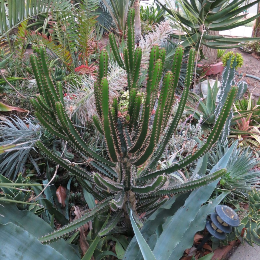 Euphorbia globosa суккулент