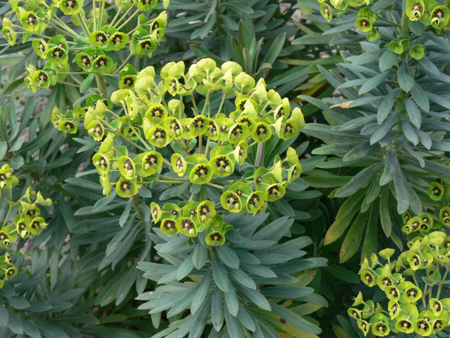 Молочаем многоцветным (Euphorbia polychroma)