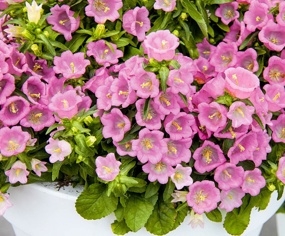 Колокольчик Кампанула Медиум