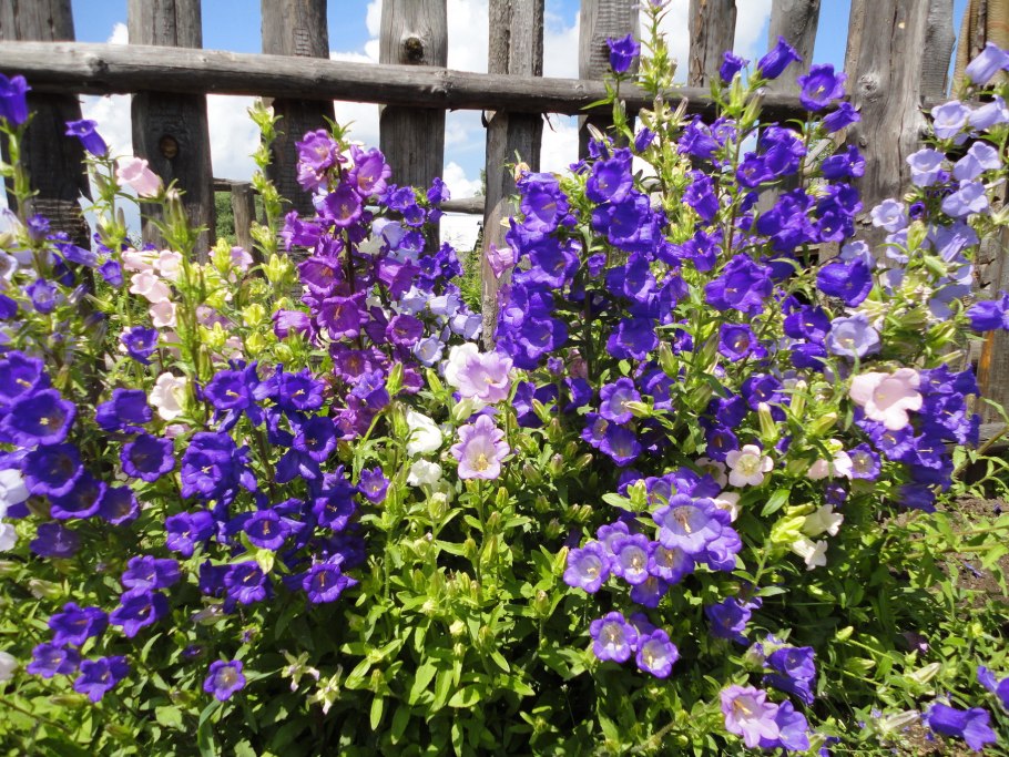 Колокольчик средний двулетник