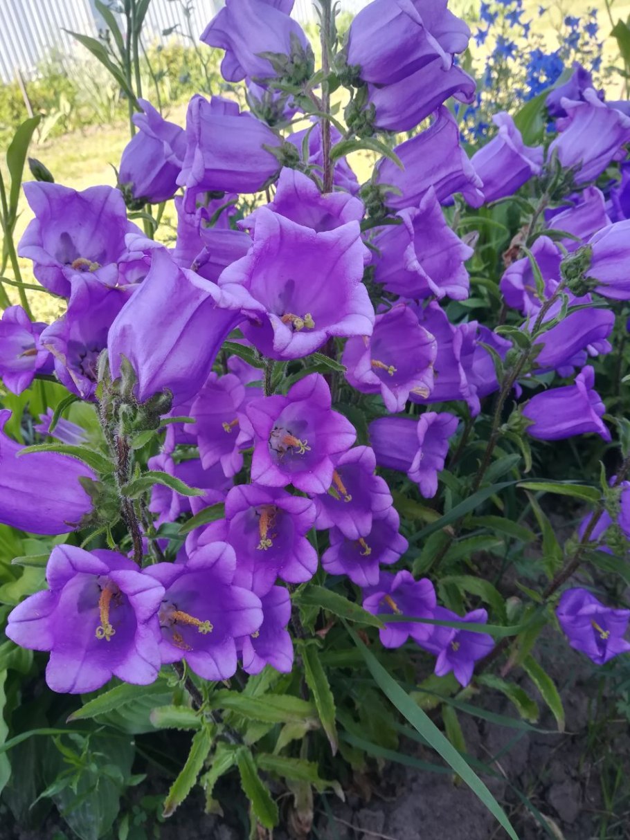 Кампанула Gaudi Violet