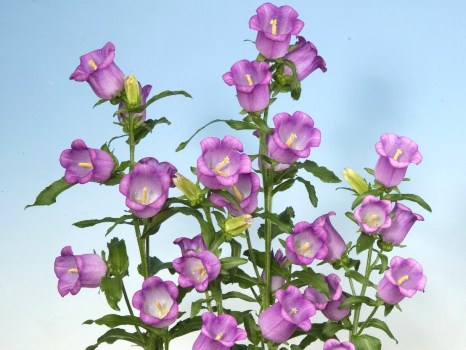 Колокольчик средний Кампана