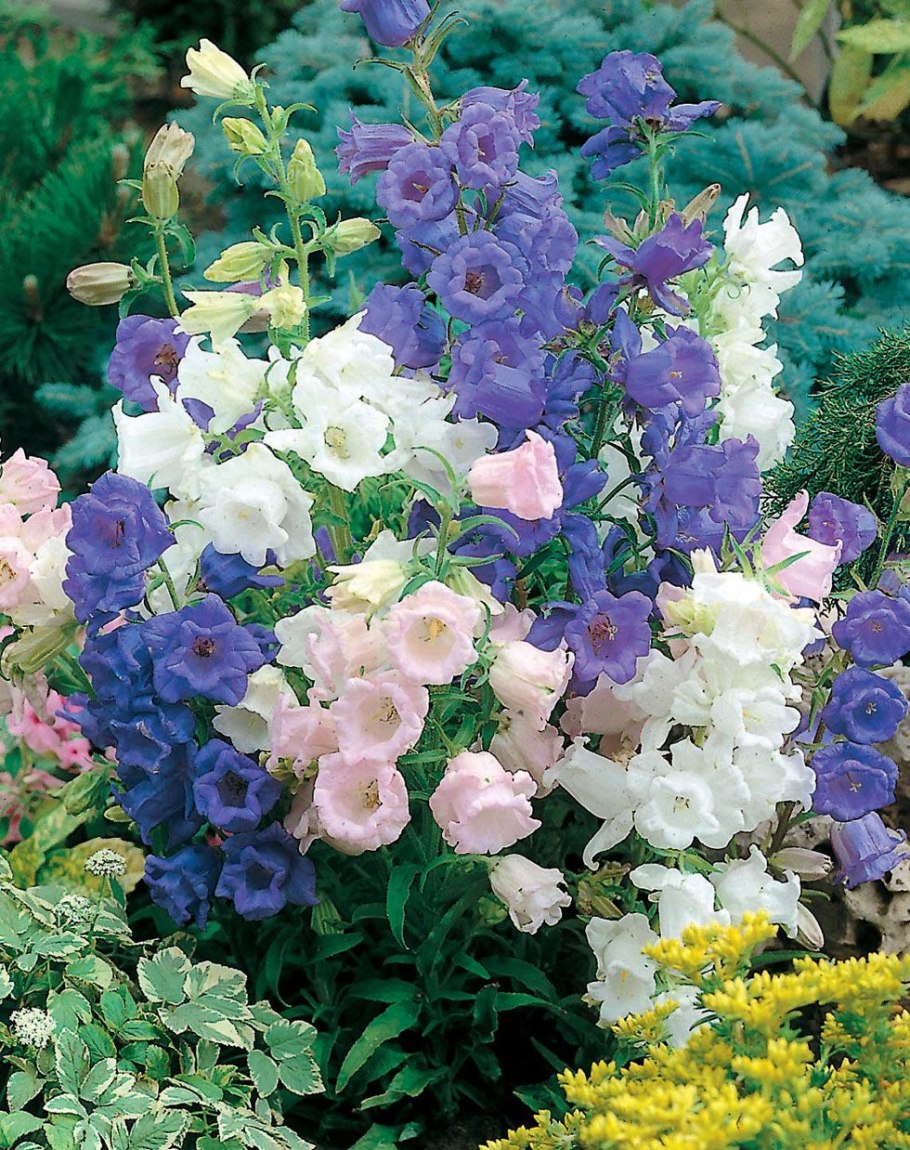 Легенда о колокольчике цветке