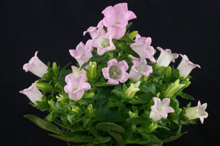 Колокольчик средний Кампана дип Блю