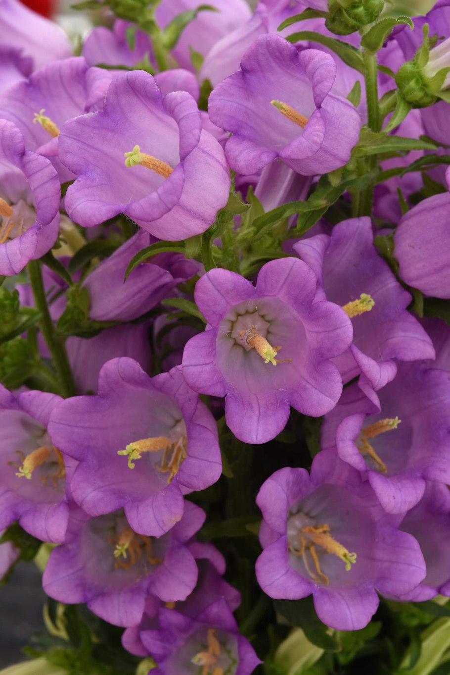 Колокольчик Кампанула