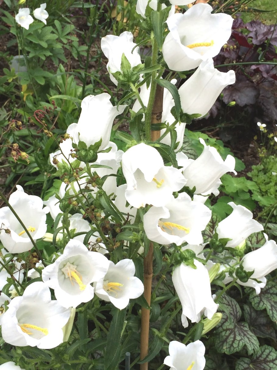 Колокольчик Кампанула Медиум