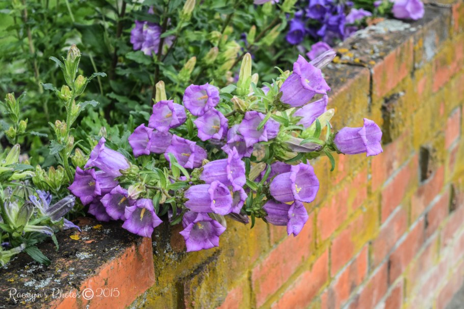 Колокольчик садовый кампанула