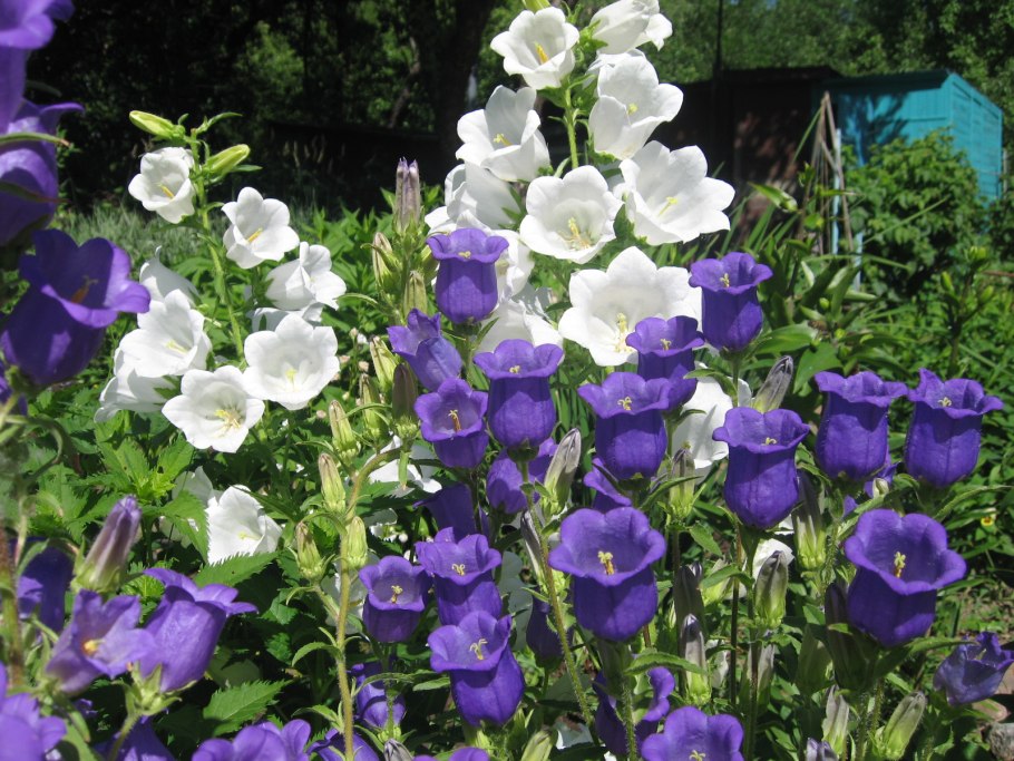 Колокольчик средний Кампанула