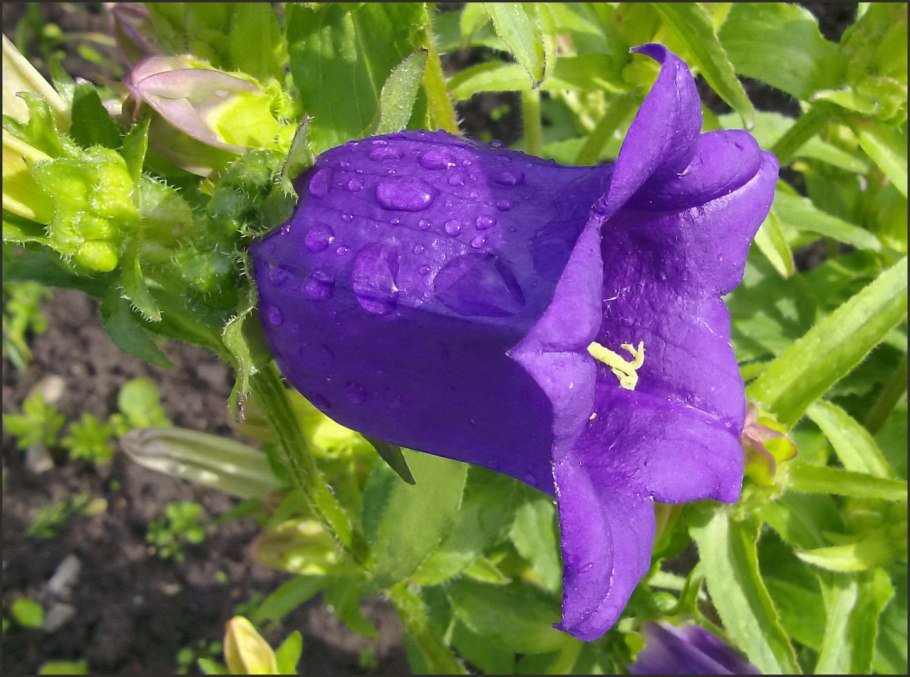 Колокольчик Эппл f1