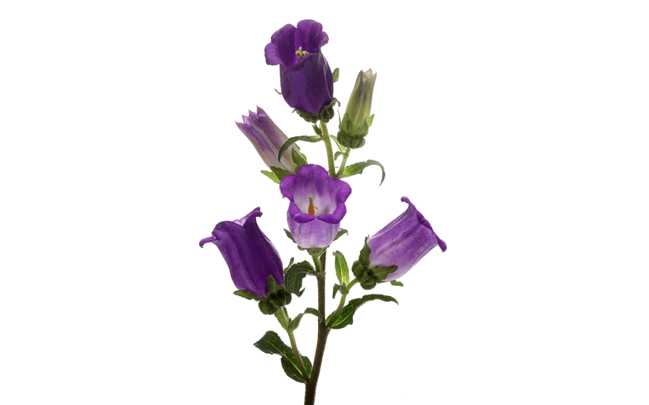 Колокольчик Карпатский Гном