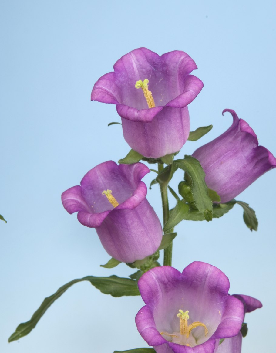 Колокольчик средний Розеа