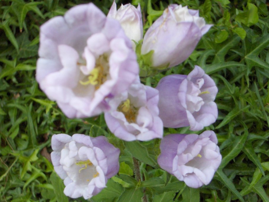 Колокольчик средний кампанелла