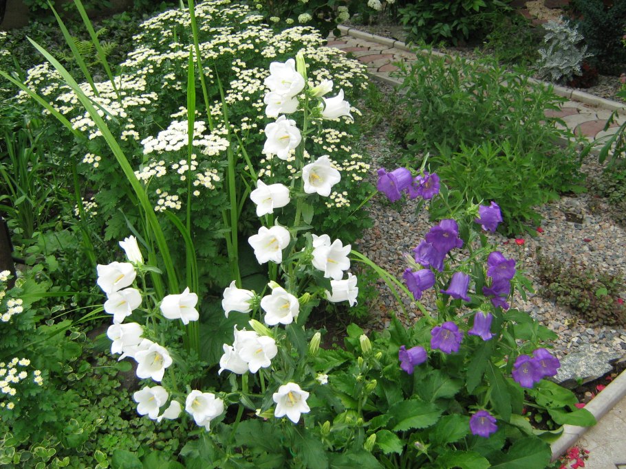 Колокольчик средний Кампанула