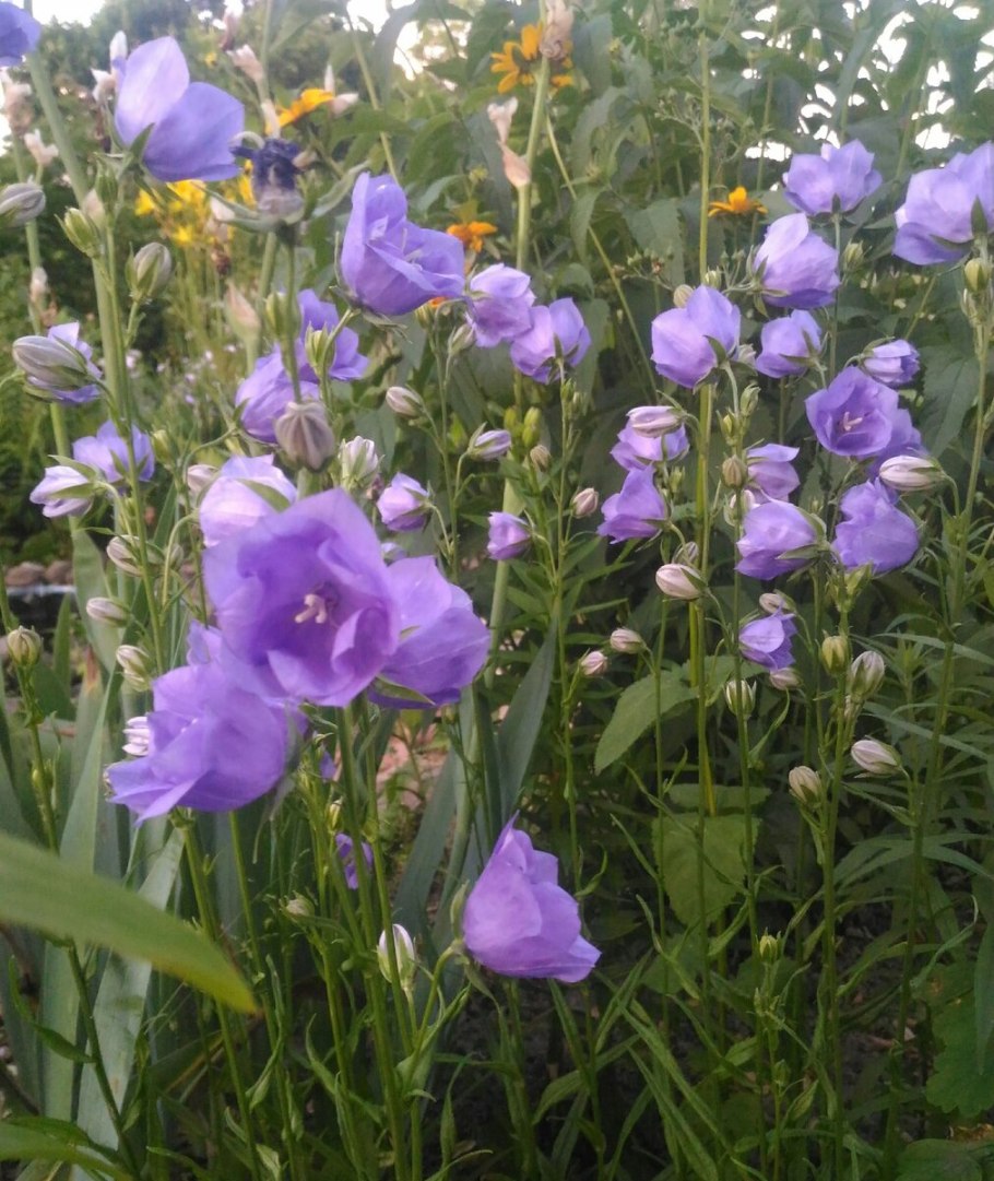 Колокольчик персиколистный альба