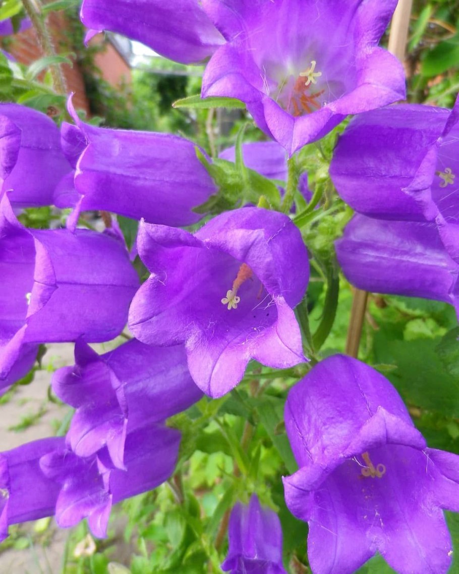 Колокольчик средний Кампана Лилак