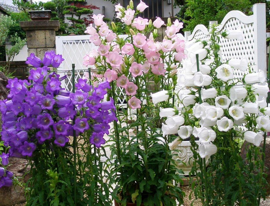 Колокольчик средний сиреневый