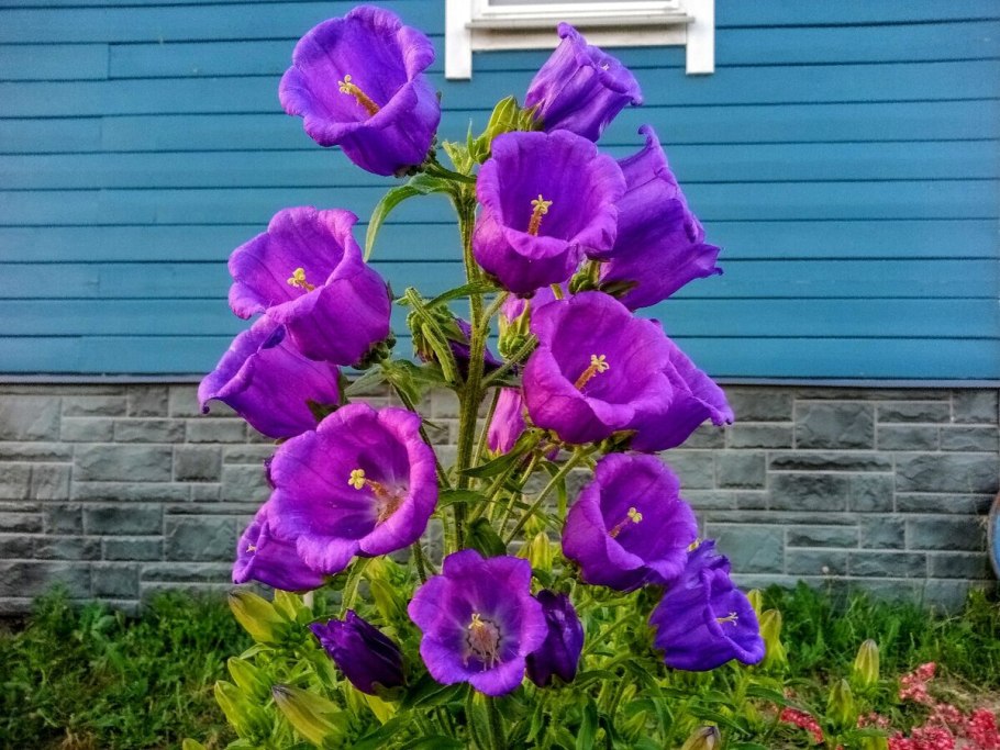 Колокольчик кампанула медиум