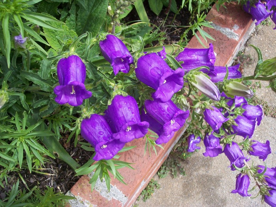 Садовый колокольчик многолетний Кампанула